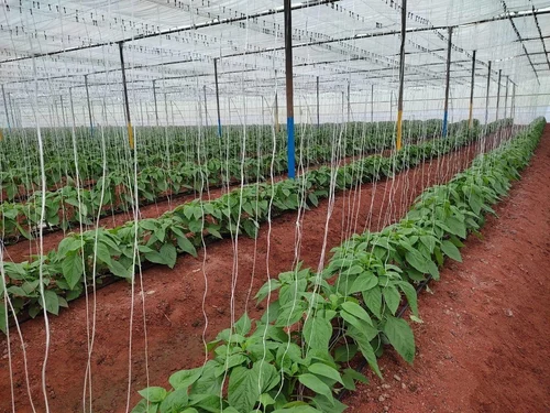 We provide durable crop support systems for vine crops like tomato, cucumber, capsicum, and bitter gourd, ensuring vertical growth and better air circulation.