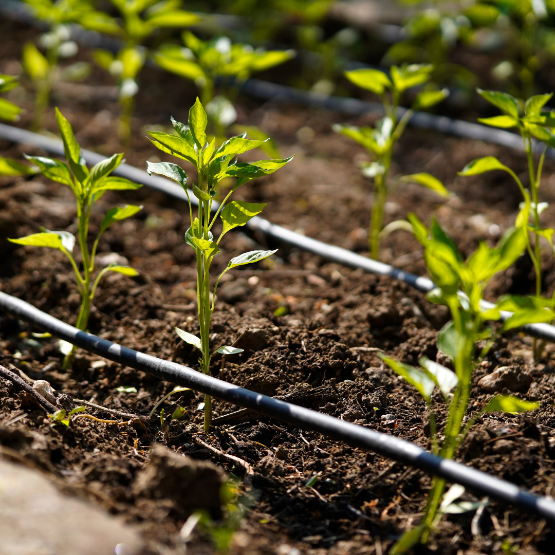 Drip Irrigation and Fogging System