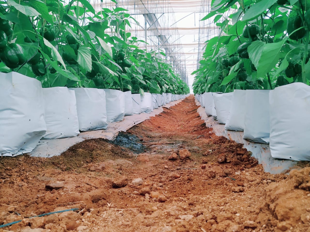Agronomy Support for Capsicum and Cucumber
