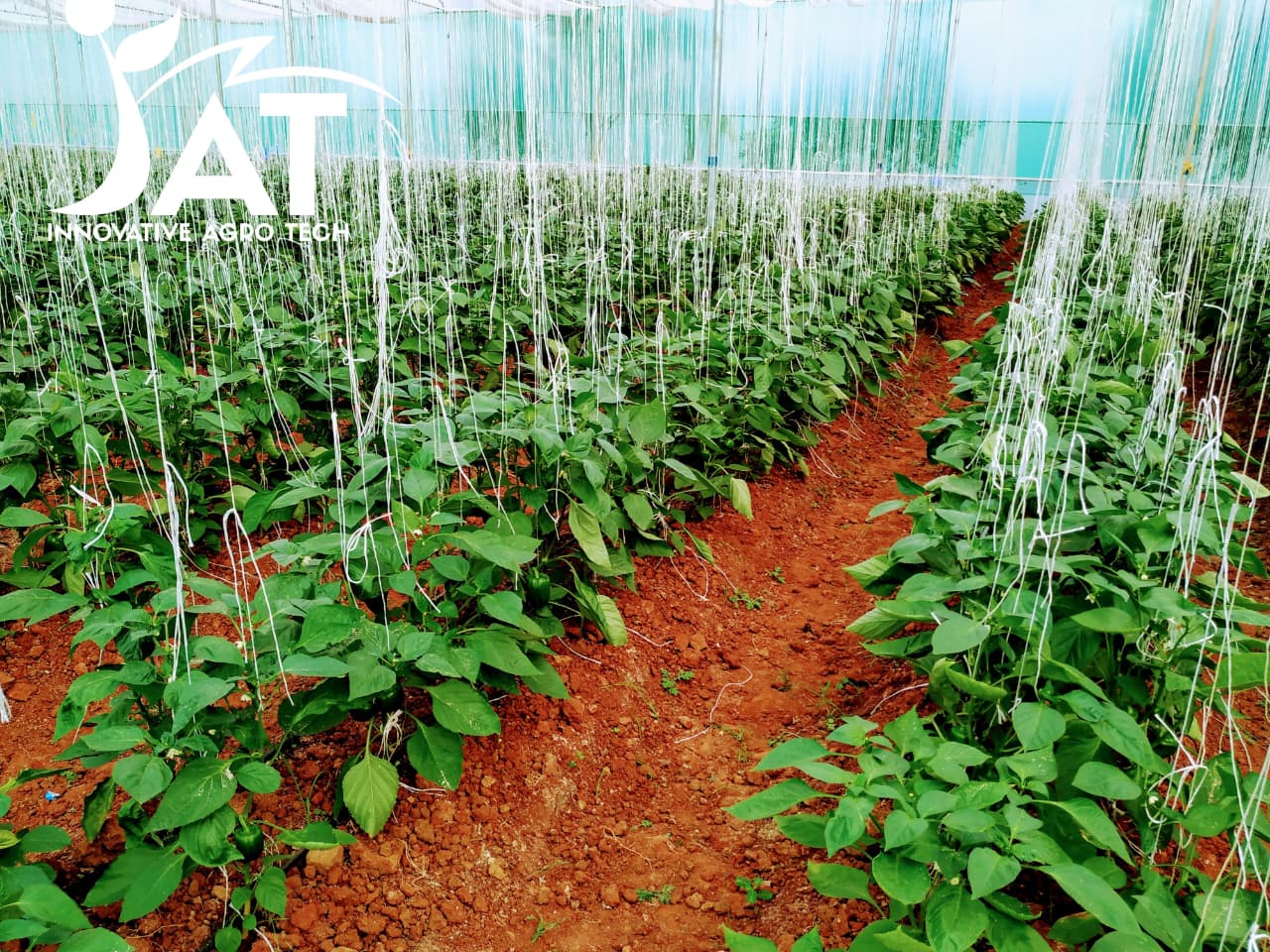 Crop Supporting System